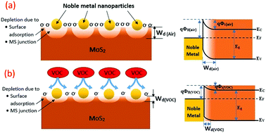 Graphical abstract: Detection and discrimination of volatile organic compounds by noble metal nanoparticle functionalized MoS2 coated biodegradable paper sensors