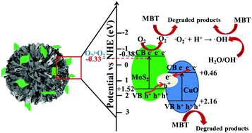 Graphical abstract: Fabrication of a Z-scheme MoS2/CuO heterojunction for enhanced 2-mercaptobenzothiazole degradation activity and mechanism insight