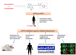 Graphical abstract: The synthesis of a novel pentoxifylline derivative with superior human sperm motility enhancement properties