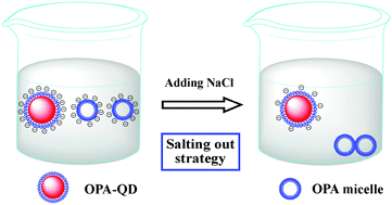 Graphical abstract: A salt-out strategy for purification of amphiphilic polymer-coated quantum dots
