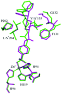 Graphical abstract: The crystal structures of 2-(4-benzhydrylpiperazin-1-yl)-N-(4-sulfamoylphenyl)acetamide in complex with human carbonic anhydrase II and VII provide insights into selective CA inhibitor development