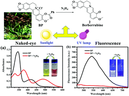 Graphical abstract: A novel berberine-based colorimetric and fluorimetric probe for hydrazine detection