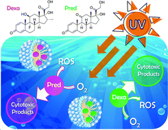 Graphical abstract: Photochemical study of the highly used corticosteroids dexamethasone and prednisone. Effects of micellar confinement and cytotoxicity analysis of photoproducts