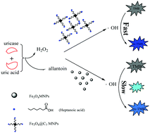 Graphical abstract: Peroxidase-like activity of Fe3O4@fatty acid-nanoparticles and their application for the detection of uric acid