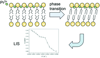 Graphical abstract: Complex of praseodymium with lipid as a NMR temperature sensor and probe of liposome states