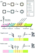 Graphical abstract: Prediction of premature rupture of membranes via simultaneous detection of procalcitonin and interleukin-6 by a SERS-based immunochromatographic assay