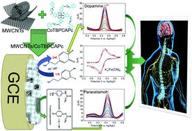 Graphical abstract: Novel garnished cobalt(ii) phthalocyanine with MWCNTs on modified GCE: sensitive and reliable electrochemical investigation of paracetamol and dopamine