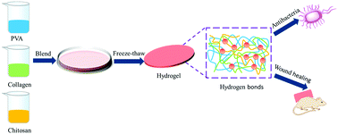 Graphical abstract: A facile and large-scale synthesis of a PVA/chitosan/collagen hydrogel for wound healing
