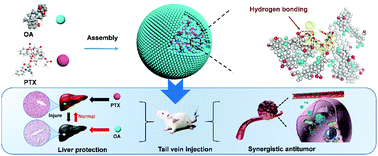 Graphical abstract: A highly atom-economical bioactive nanocarrier for synergistically enhanced antitumor with reduced liver injury