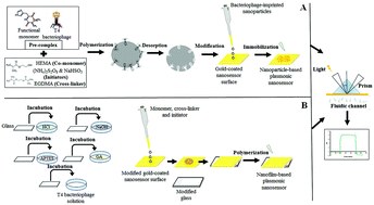 Graphical abstract: Comparison of molecularly imprinted plasmonic nanosensor performances for bacteriophage detection