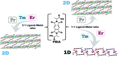 Graphical abstract: Tuning dimensionality between 2D and 1D MOFs by lanthanide contraction and ligand-to-metal ratio