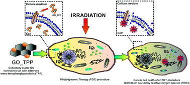 Graphical abstract: Nanoconjugates of graphene oxide derivatives and meso-tetraphenylporphyrin: a new avenue for anticancer photodynamic therapies – Cell-on-a-Chip analysis