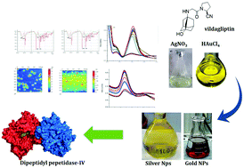 Graphical abstract: Synthesis of vildagliptin conjugated metal nanoparticles for type II diabetes control: targeting the DPP-IV enzyme