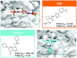 Graphical abstract: Structural basis for tailor-made selective PI3K α/β inhibitors: a computational perspective