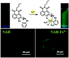 Graphical abstract: A turn-on Schiff base fluorescent probe for the exogenous and endogenous Fe3+ ion sensing and bioimaging of living cells