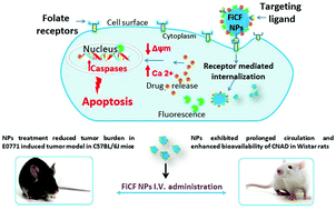 Graphical abstract: Folate mediated targeted delivery of cinnamaldehyde loaded and FITC functionalized magnetic nanoparticles in breast cancer: in vitro, in vivo and pharmacokinetic studies
