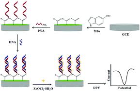 Graphical abstract: Highly sensitive determination of DNA via a new type of electrochemical zirconium signaling probe