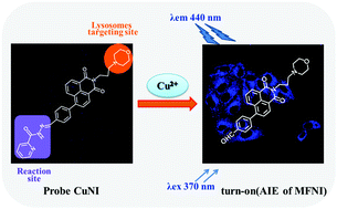 Graphical abstract: A novel “turn-on” fluorescent probe based on naphthalimide for the tracking of lysosomal Cu2+ in living cells