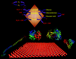 Graphical abstract: Non-enzymatic electrochemical glucose sensing by Cu2O octahedrons: elucidating the protein adsorption signature