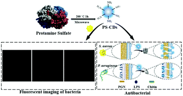 Graphical abstract: Facile one-pot synthesis of multifunctional protamine sulfate-derived carbon dots for antibacterial applications and fluorescence imaging of bacteria