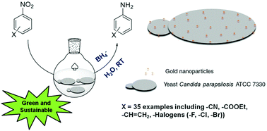 Graphical abstract: Yeast supported gold nanoparticles: an efficient catalyst for the synthesis of commercially important aryl amines