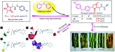 Graphical abstract: Novel pyrrolidine-2,4-dione derivatives containing pharmacophores of both hydrazine and diphenyl ether as potential antifungal agents: design, synthesis, biological evaluation, and 3D-QSAR study