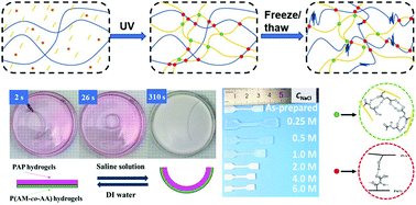 Graphical abstract: Nature-inspired semi-IPN hydrogels with tunable mechanical properties and multi-responsiveness