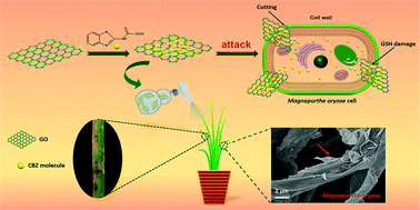 Graphical abstract: Graphene oxide as a pesticide carrier for enhancing fungicide activity against Magnaporthe oryzae