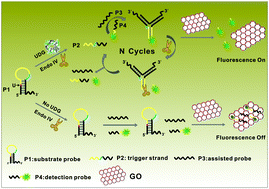 Graphical abstract: A novel fluorescent assay for uracil DNA glycosylase activity built on the 3′–5′ exonuclease activity-based endonuclease IV cyclic signal amplification strategy