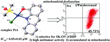 Graphical abstract: High cytotoxic and apoptotic effects of platinum(ii) complexes bearing the 4-acridinol ligand