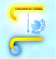 Graphical abstract: Curcumin-based sulfenic acid as a light switch for the binding of biothiols