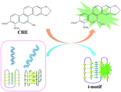 Graphical abstract: Chelerythrine as a fluorescent light-up ligand for an i-motif DNA structure