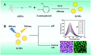 Graphical abstract: Synthesis of fluorescent and water-soluble silicon nanoparticles with a high pH response and its application to pH measurement and gastric parietal cell imaging