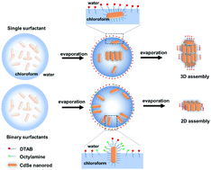 Graphical abstract: Dimensionality-controlled self-assembly of CdSe nanorods into discrete suprastructures within emulsion droplets