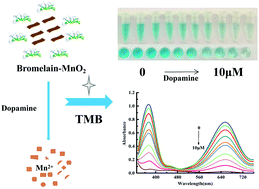 Graphical abstract: A novel bromelain-MnO2 biosensor for colorimetric determination of dopamine