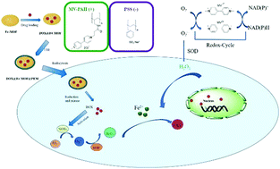 Graphical abstract: A novel pH-responsive Fe-MOF system for enhanced cancer treatment mediated by the Fenton reaction