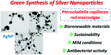 Graphical abstract: Pterocladiella capillacea-stabilized silver nanoparticles as a green approach toward antibacterial biomaterials