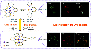 Graphical abstract: Self-assembled heterometallic complexes showing enhanced two-photon absorption and their distribution in living cells