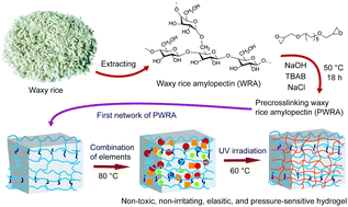 Graphical abstract: Waxy rice amylopectin towards stretchable elastic conductive hydrogel for human motion detection