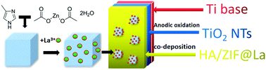 Graphical abstract: An electrochemical synthesis of a rare-earth(La3+)-doped ZIF-8 hydroxyapatite composite coating for a Ti/TiO2 implant material