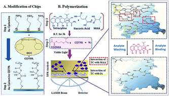Graphical abstract: A recyclable tetracycline imprinted polymeric SPR sensor: in synergy with itaconic acid and methacrylic acid