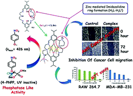 Graphical abstract: A combined experimental and theoretical rationalization of an unusual zinc(ii)-mediated conversion of 18-membered Schiff-base macrocycles to 18-membered imine–amine macrocycles with imidazolidine side rings: an investigation of their bio-relevant catalytic activities