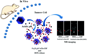 Graphical abstract: Yolk–shell magnetic composite Fe3O4@Co/Zn-ZIF for MR imaging-guided chemotherapy of tumors in vivo