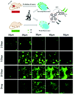 Graphical abstract: A fluorogenic probe for dynamic tracking of lipid droplets’ polarity during the evolution of cancer