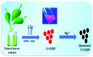 Graphical abstract: Red-fluorescent graphene quantum dots from guava leaf as a turn-off probe for sensing aqueous Hg(ii)