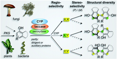 Graphical abstract: Regio- and stereoselective intermolecular phenol coupling enzymes in secondary metabolite biosynthesis