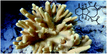Graphical abstract: Diving into the world of marine 2,11-cyclized cembranoids: a summary of new compounds and their biological activities