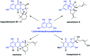 Graphical abstract: Meroterpenoid natural products from Streptomyces bacteria – the evolution of chemoenzymatic syntheses