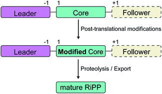 Graphical abstract: New developments in RiPP discovery, enzymology and engineering