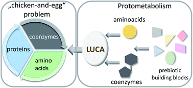 Graphical abstract: The coenzyme/protein pair and the molecular evolution of life